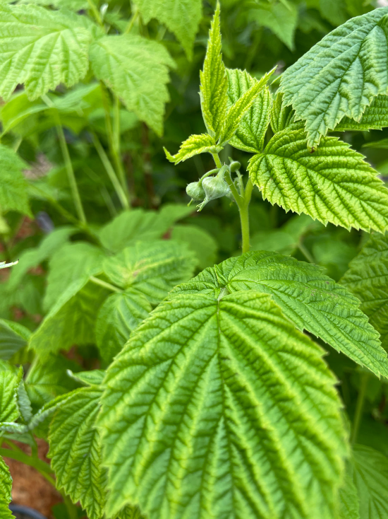 Yellow Raspberry Plant - photo 3