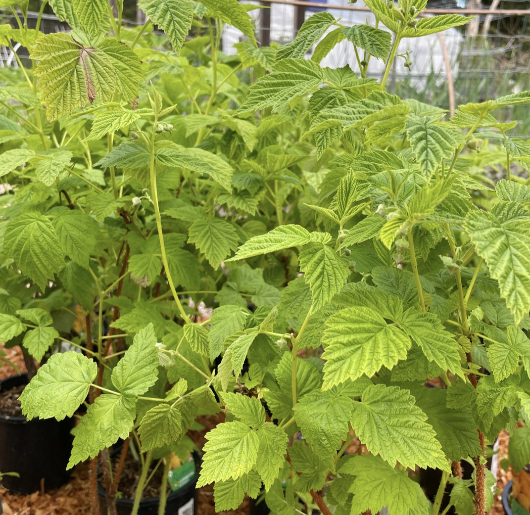 Yellow Raspberry Plant - photo 4