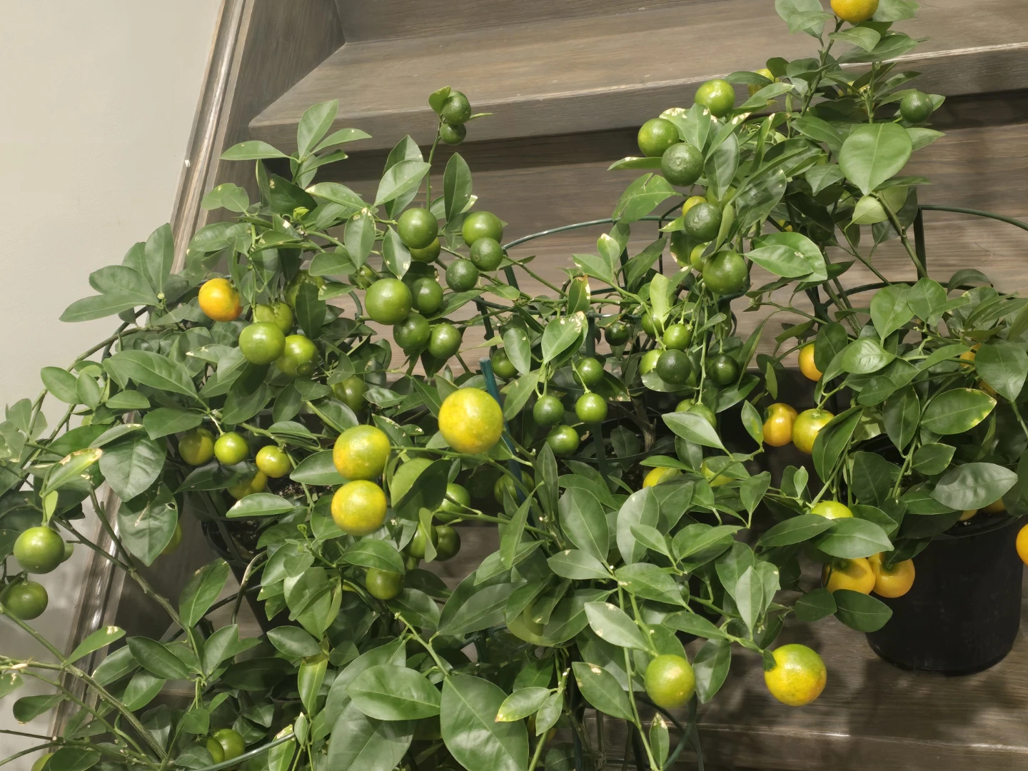 Calamondin orange one gallon pot - photo 4