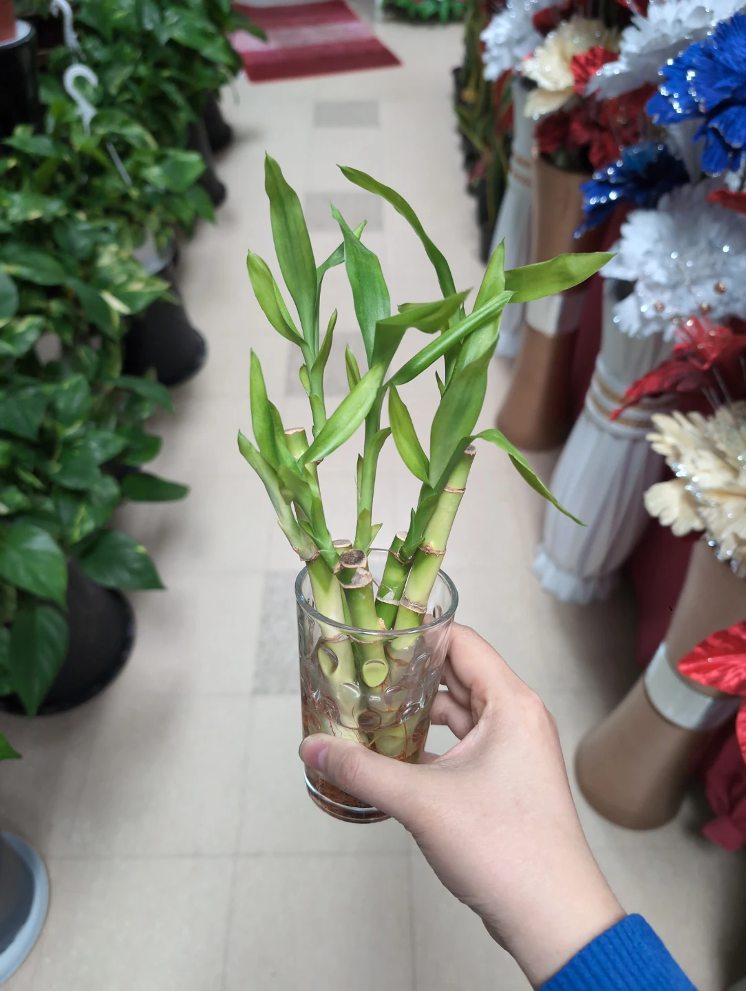 Lucky Bamboo Plant 5 pcs in jar $5 - photo 2