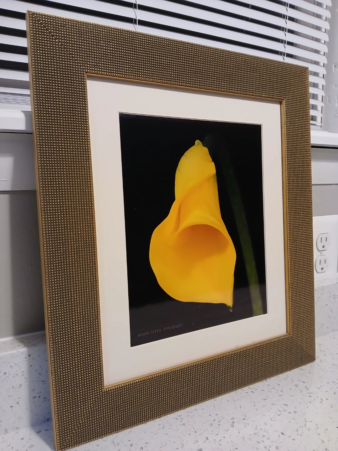 Allan Selig "Yellow Calla Lily" gold Framed Photography art