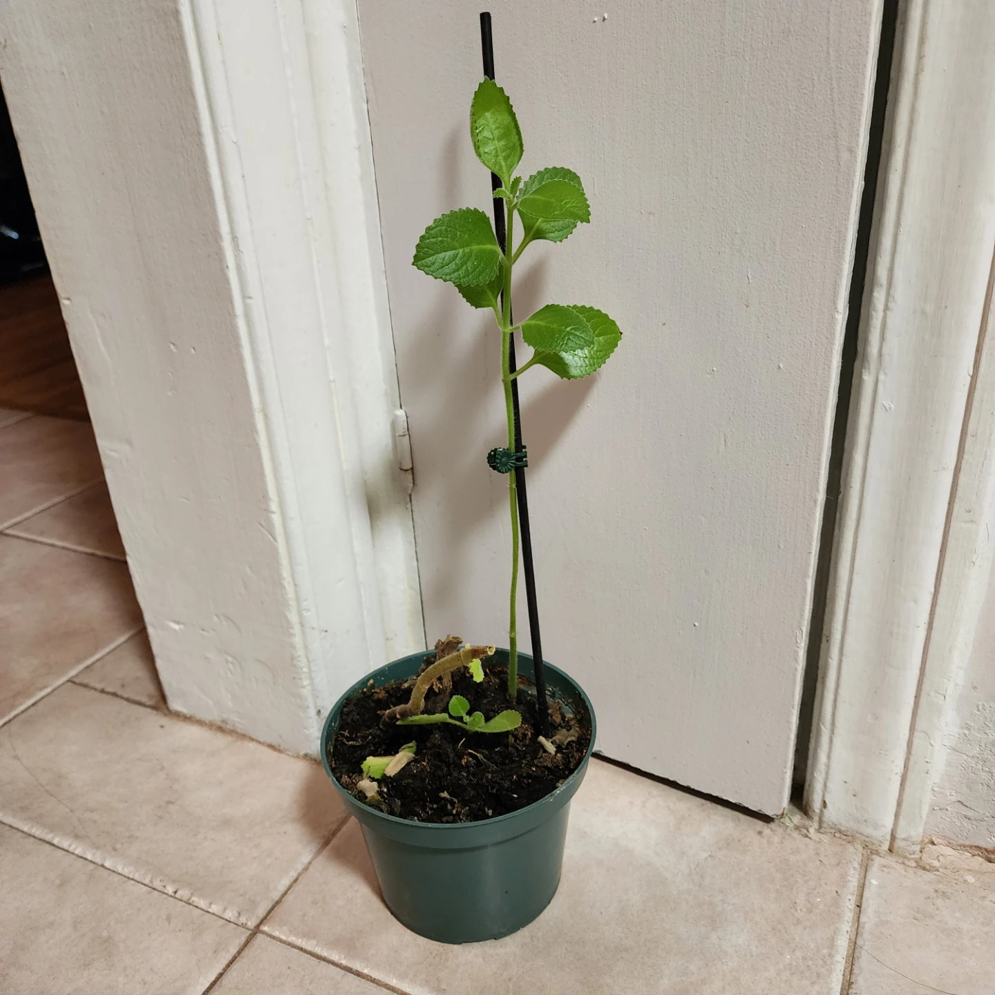 Plectranthus Amboinicus Plant