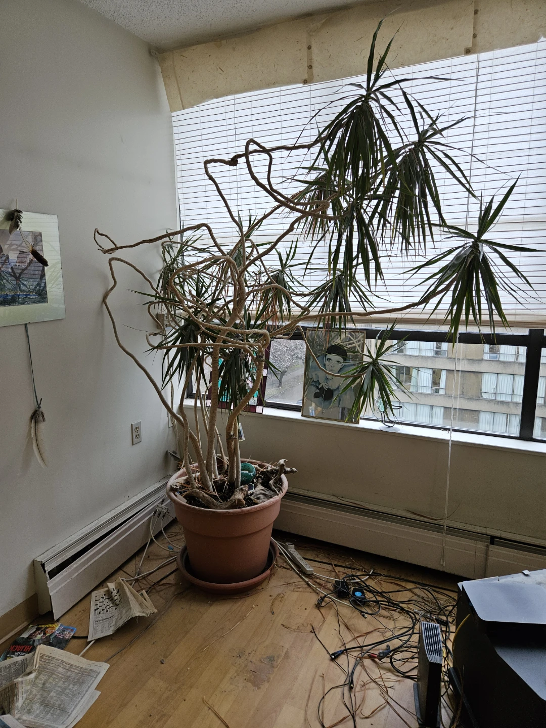 35+ year old Dragon Tree! FREE TO GOOD HOME