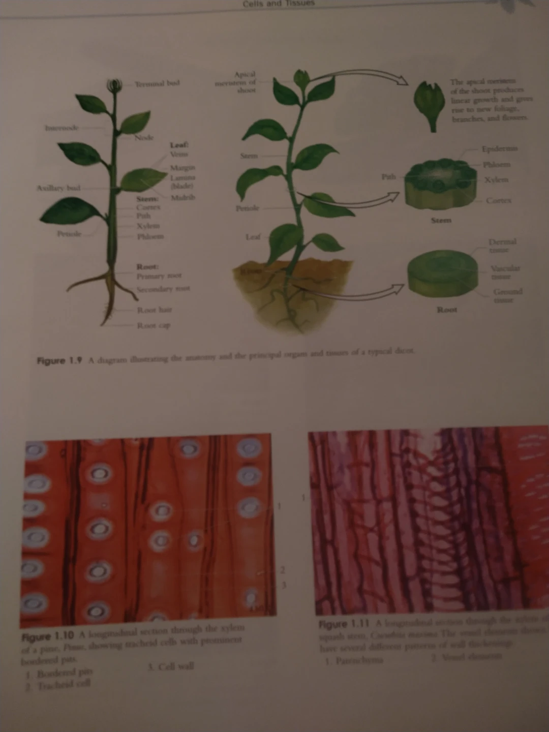 A Photographic Atlas for the Biology Laboratory Sixth Edition - photo 3