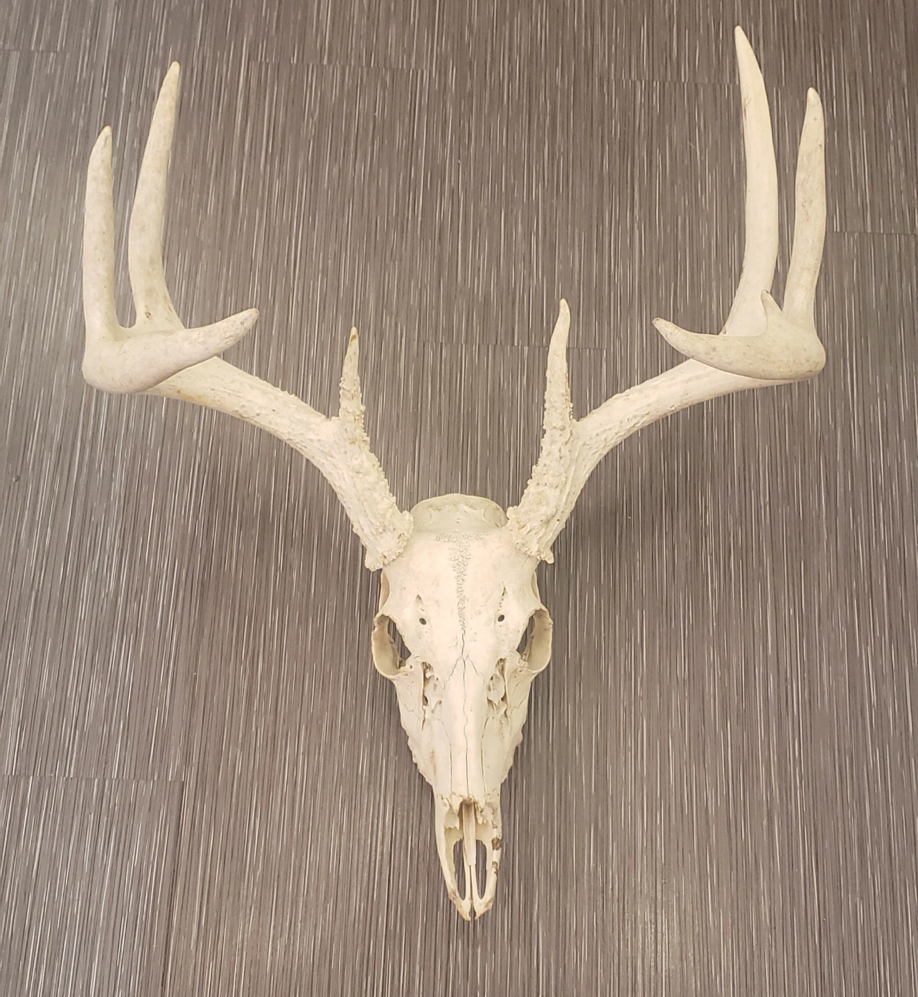 Deer Skull with Antlers