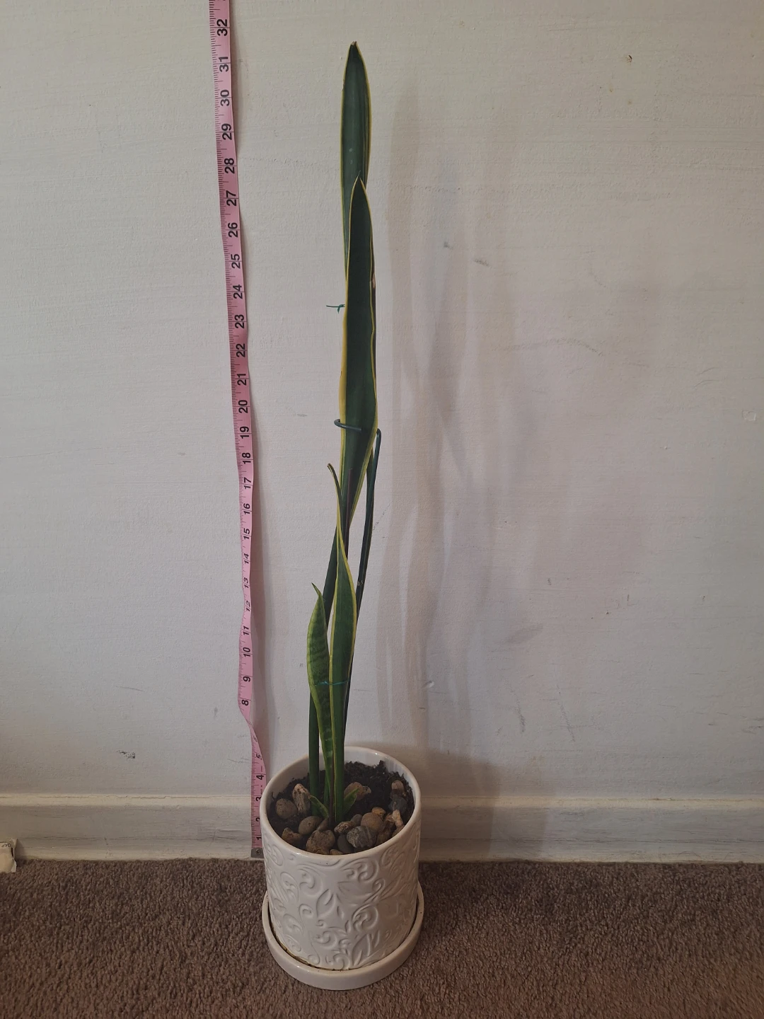 Snake Plant in White Pot