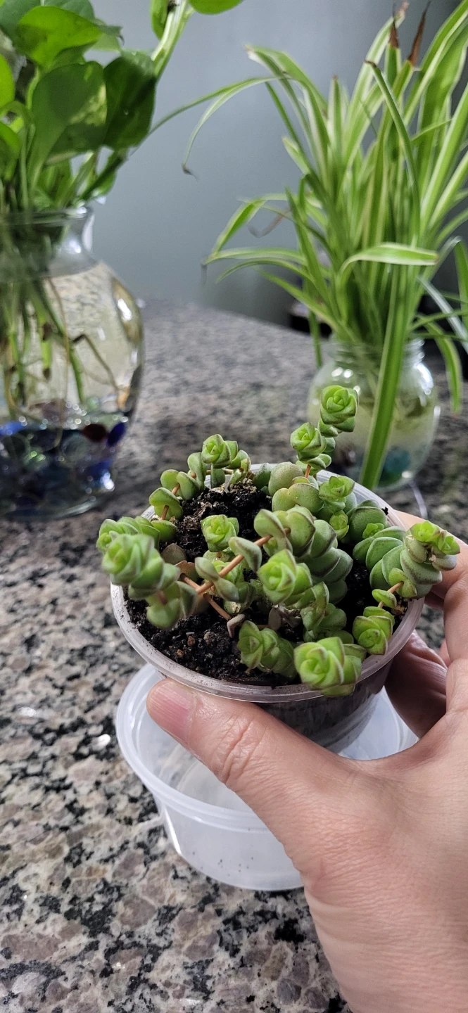 Crassula perforata