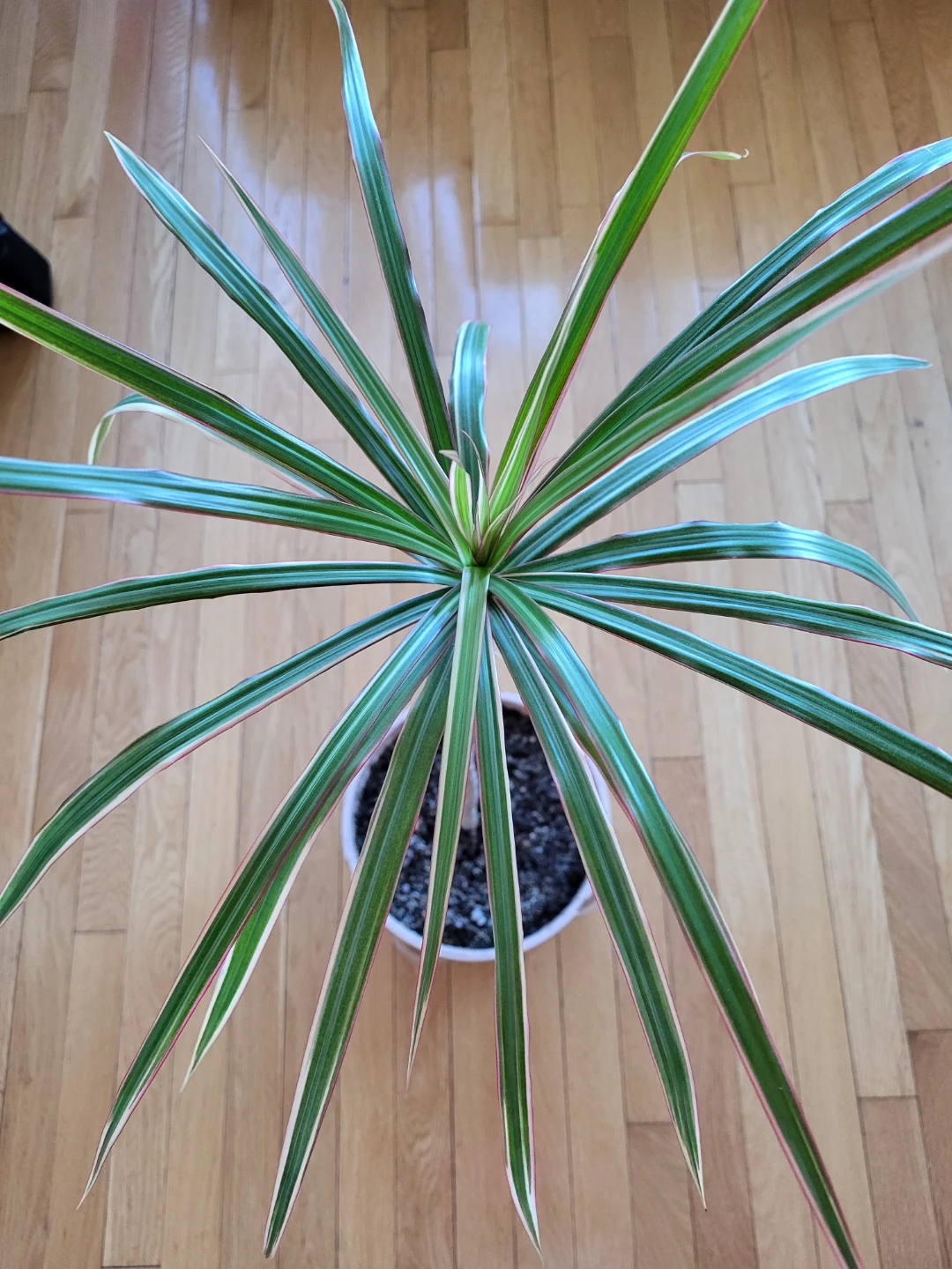 Dracaena Marginata Plant