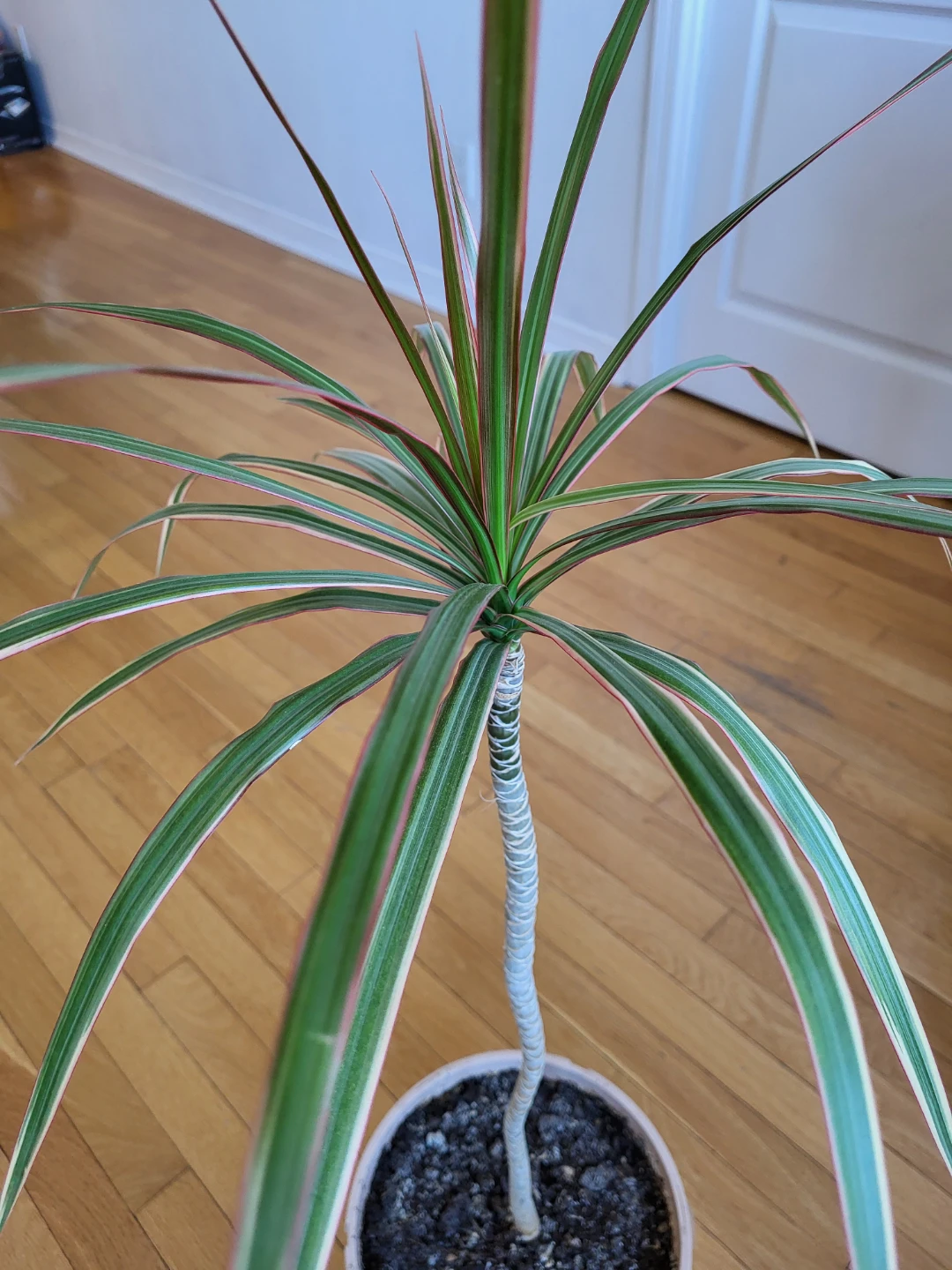 Dracaena Marginata Plant - photo 4