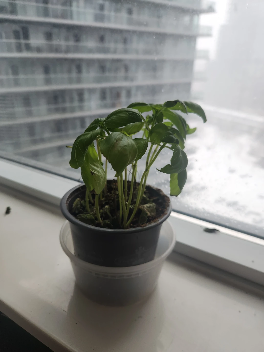 Fresh Basil Plant 🥕