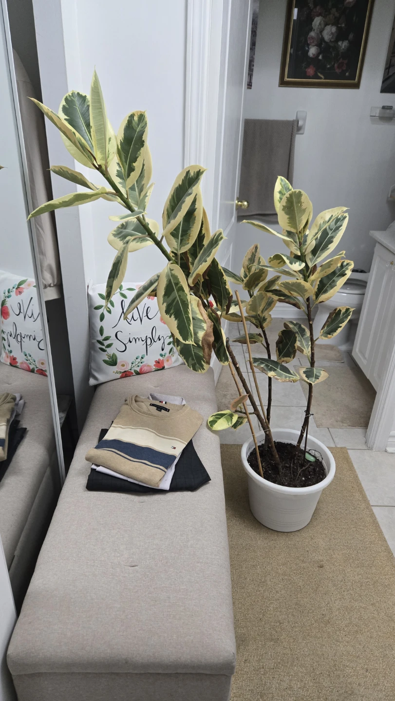 Free UNHEALTHY 5ft plant