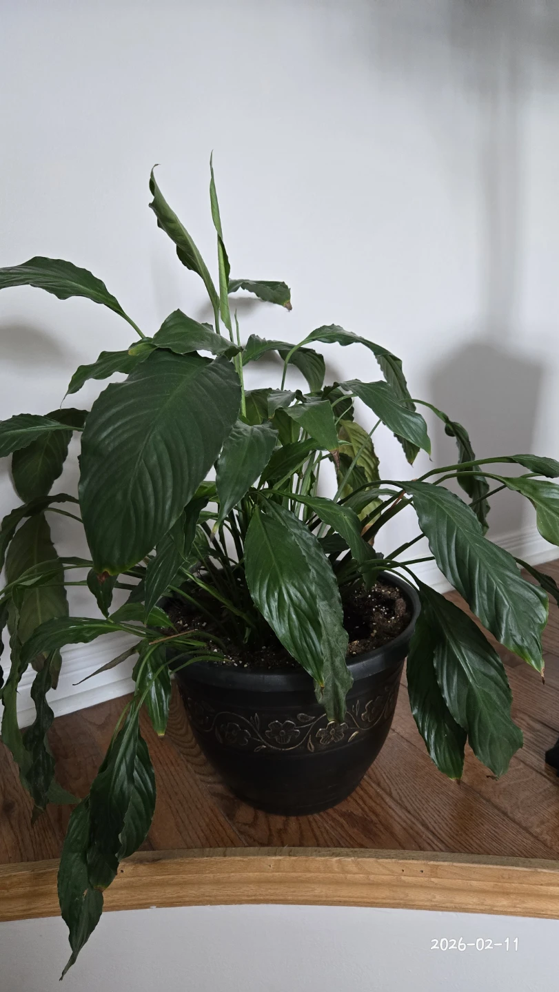Large Potted Peace Lily Plant