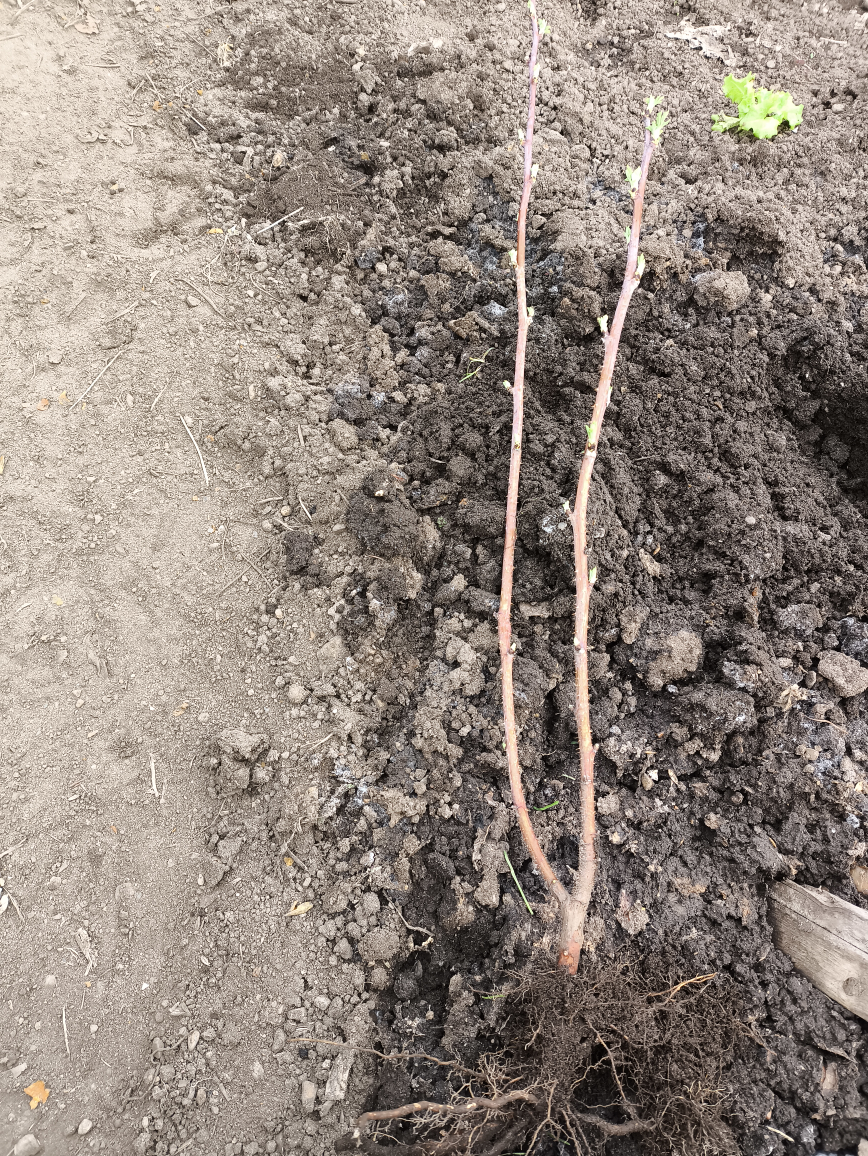 Yellow Raspberry Plant - photo 5