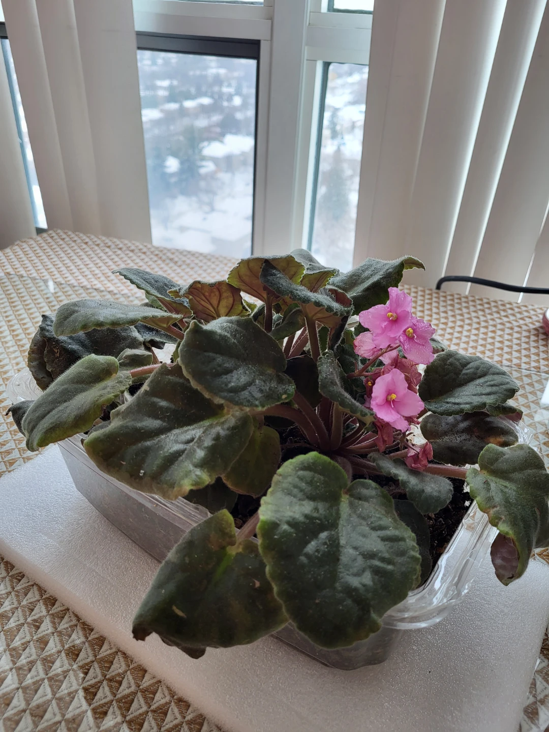 African Violet Plant with Pink Flowers