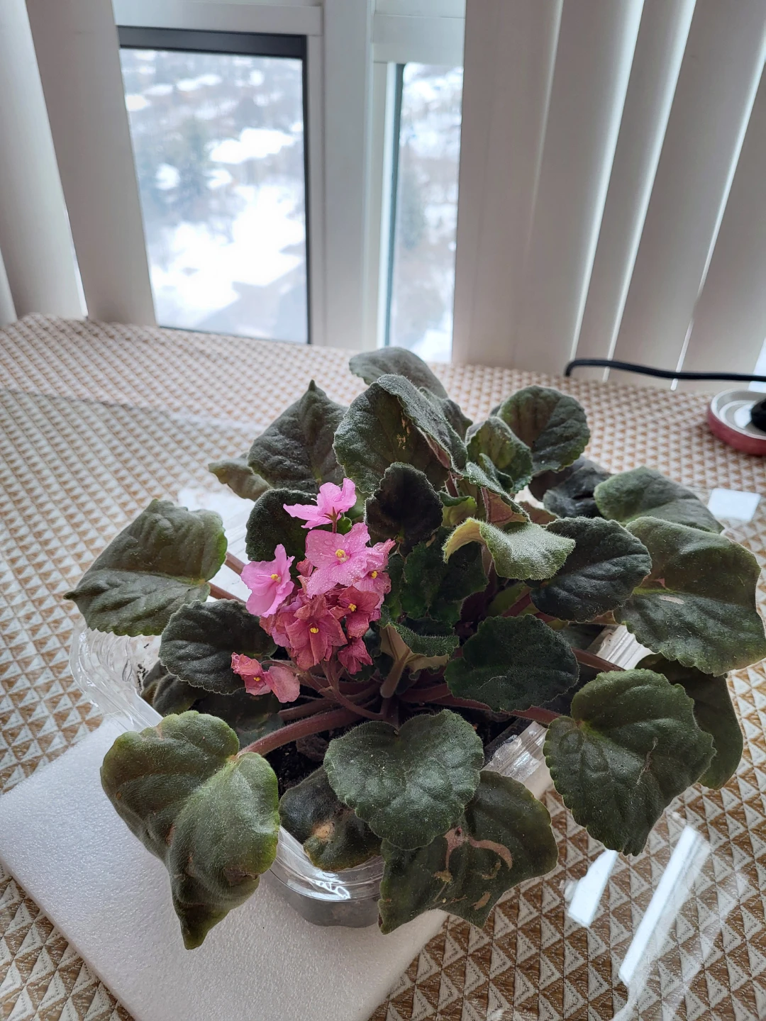 African Violet Plant with Pink Flowers - photo 2