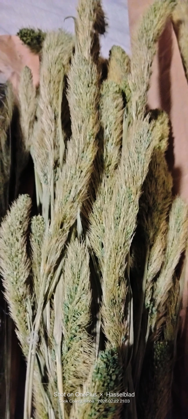Dried Pampas Grass Stems (Set of 3) - photo 3