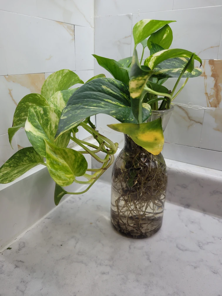 Pothos Plant in Glass Vase