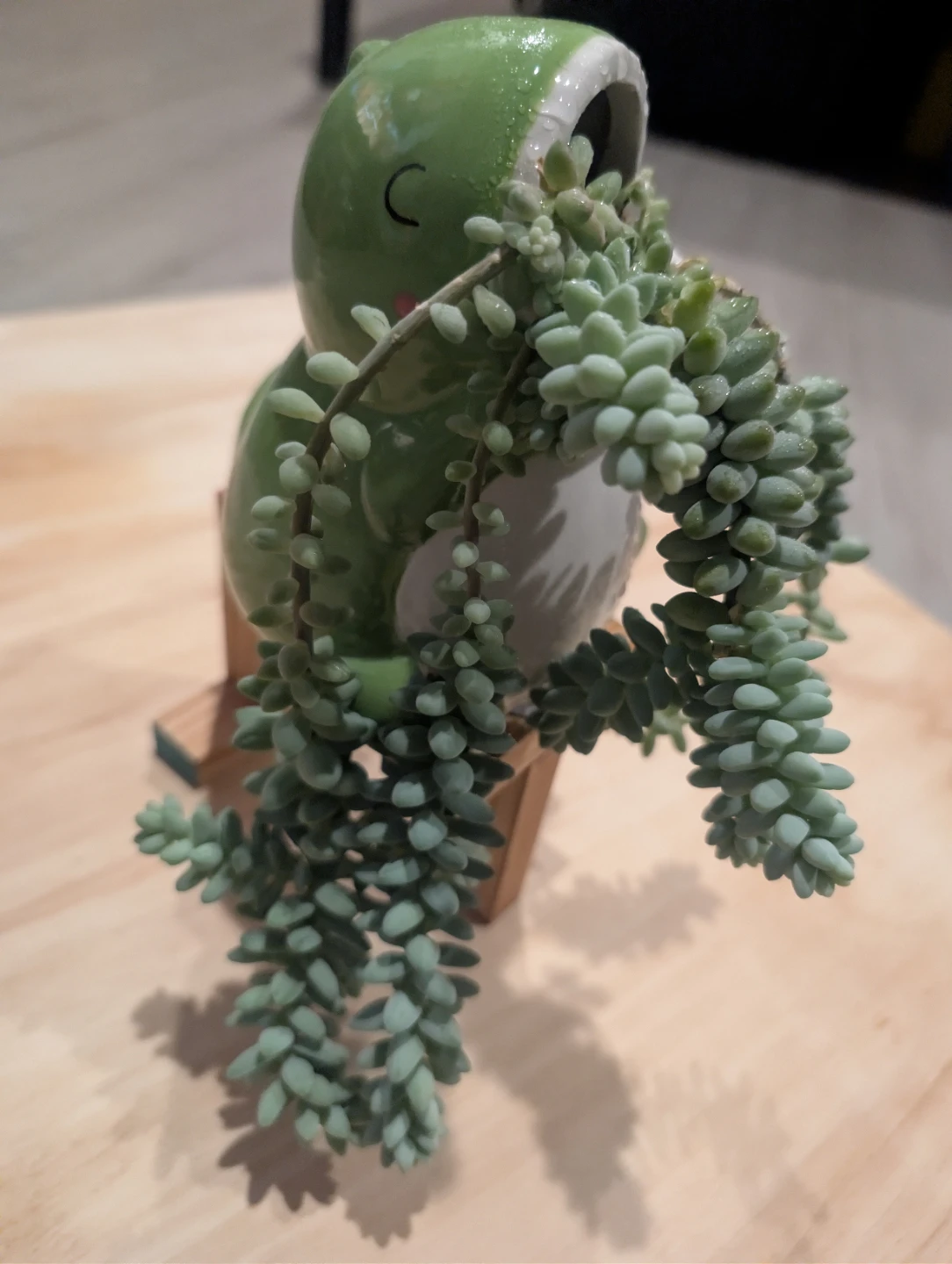 Dunkey tail plant 🏆 - photo 3