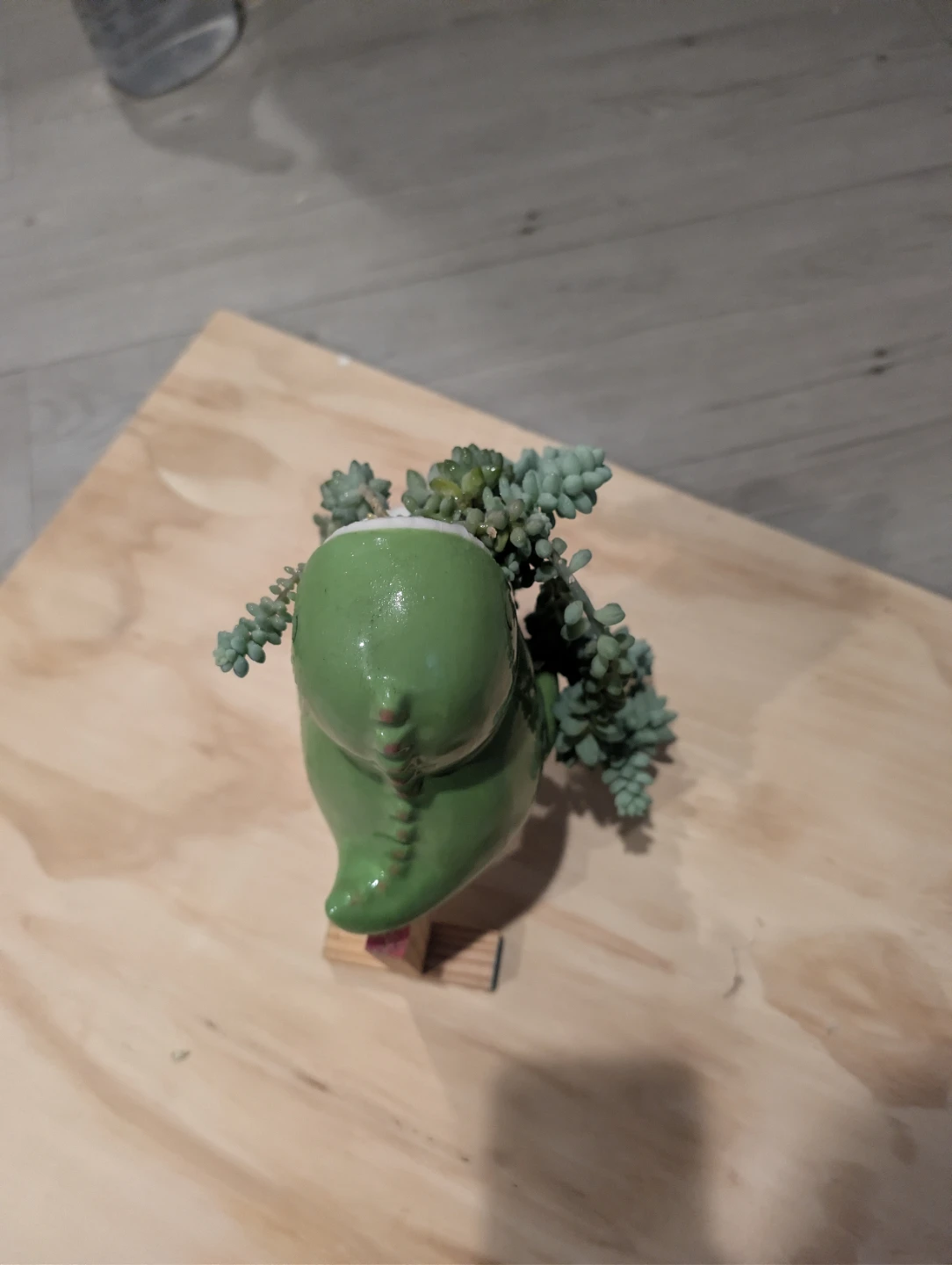 Dunkey tail plant 🏆 - photo 5