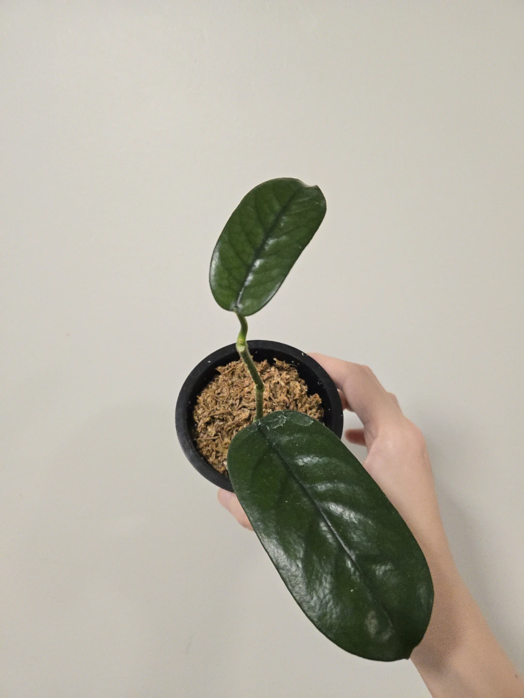 Hoya villosa