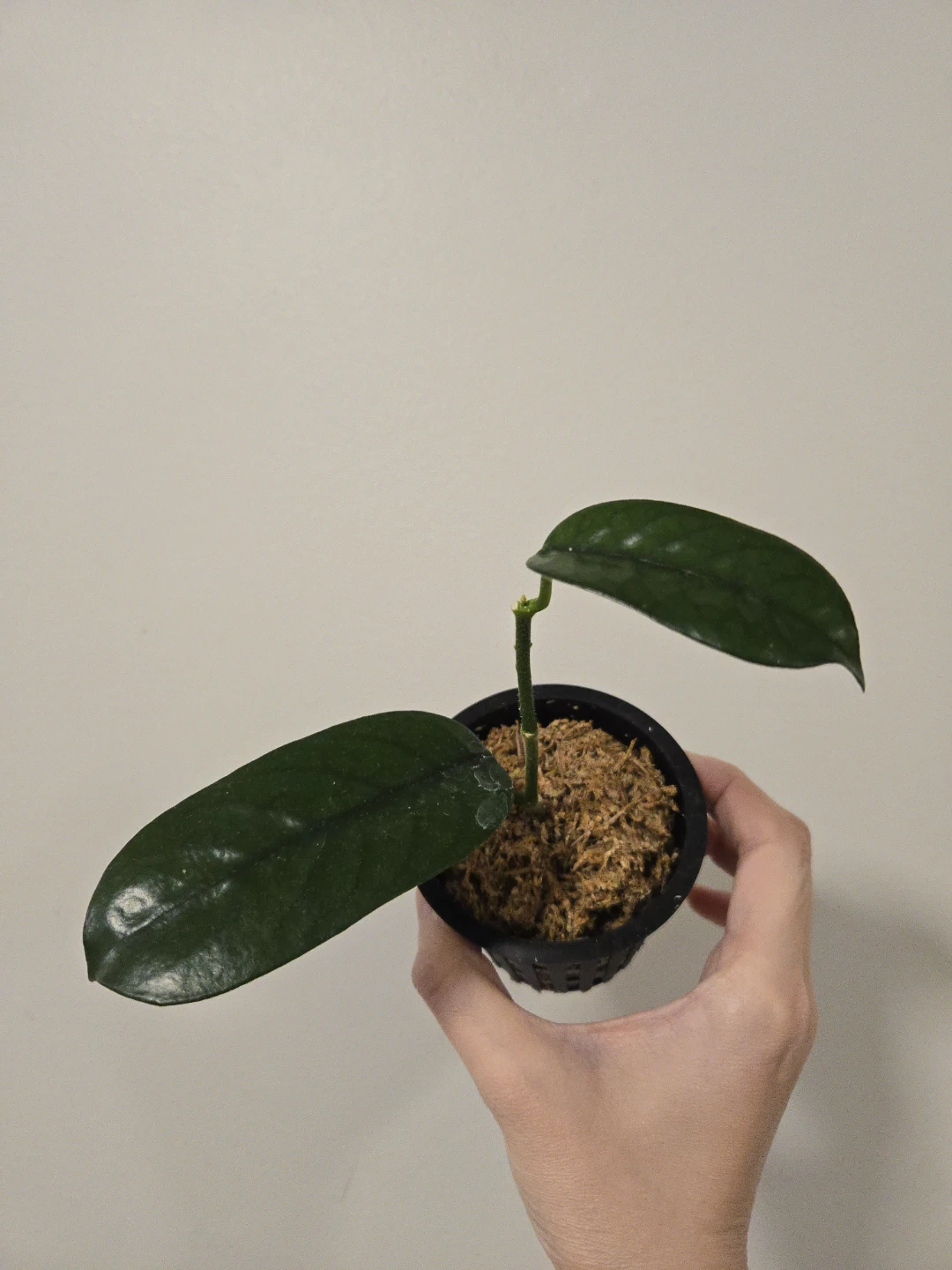Hoya villosa - photo 2
