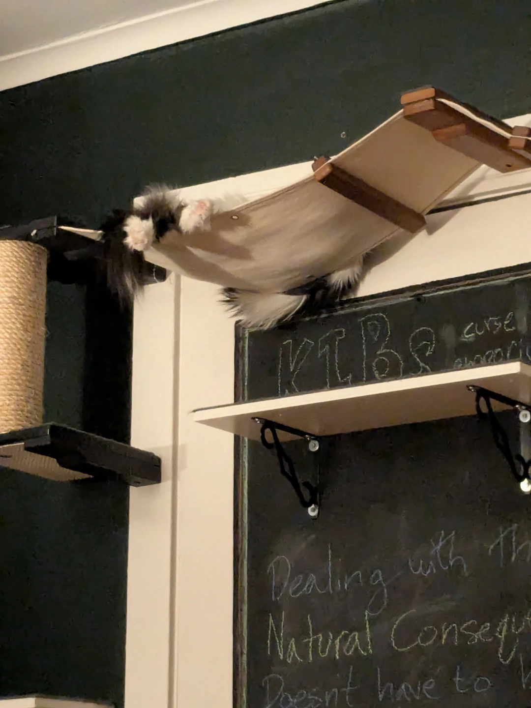 Free Cat Wall Shelves and Hammock Set