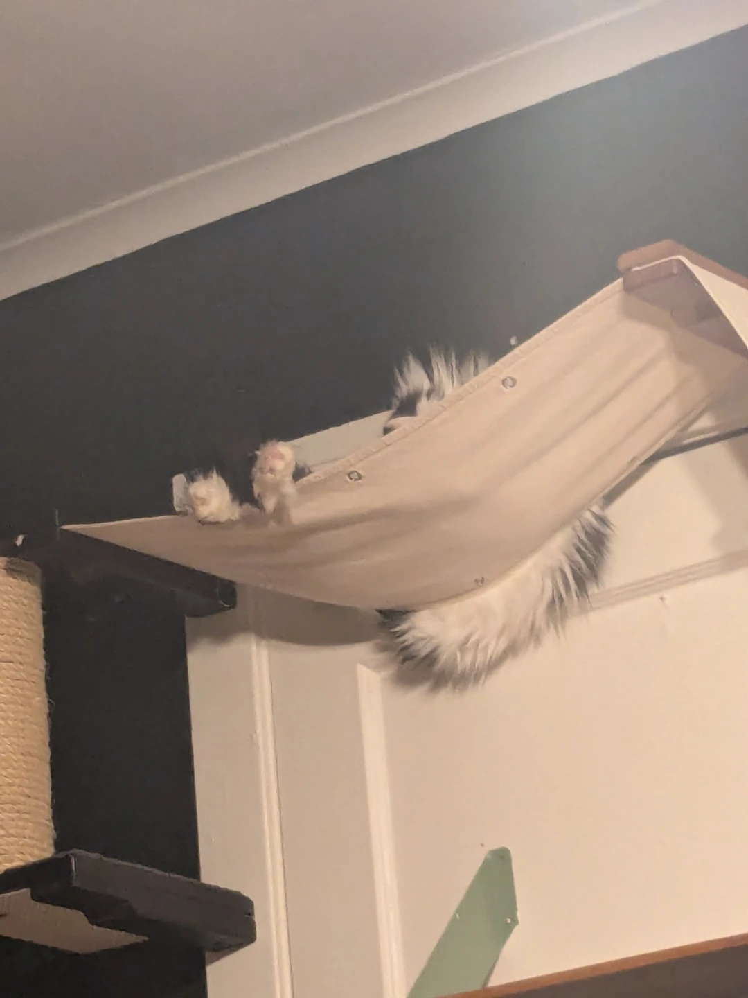 Free Cat Wall Shelves and Hammock Set - photo 2