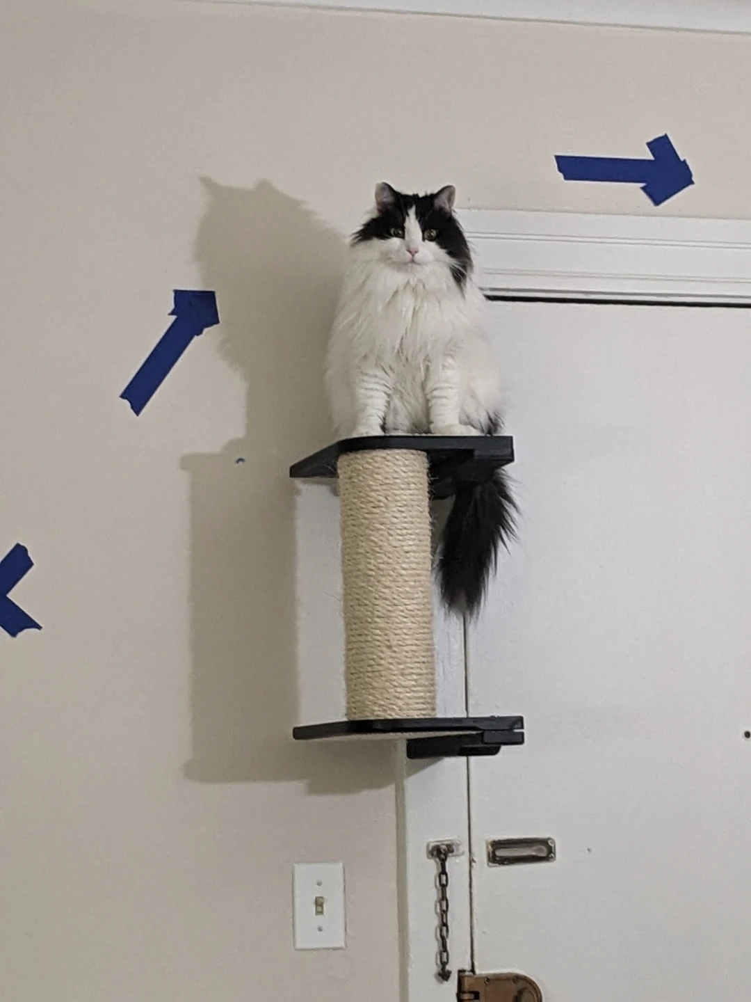 Free Cat Wall Shelves and Hammock Set - photo 4