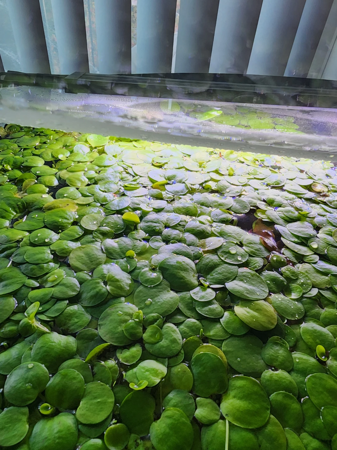 Live Floating Aquarium Plants, Frogbit