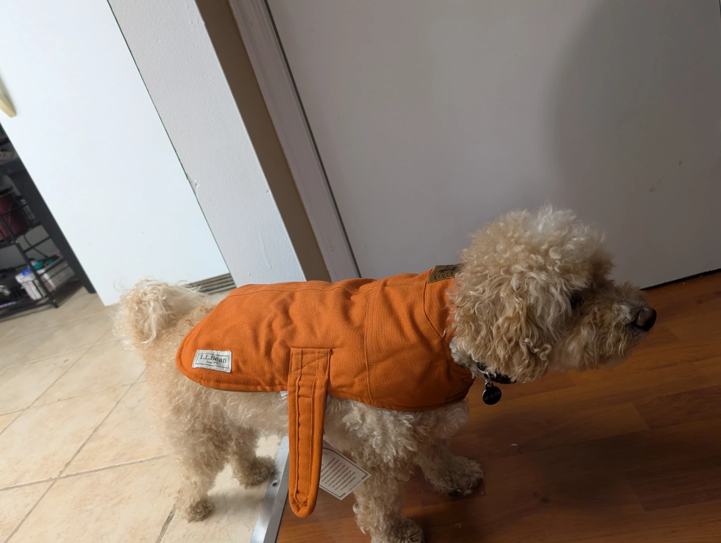 L.L.Bean x Noah Kahan Reversible Field Coat for Dogs - photo 5