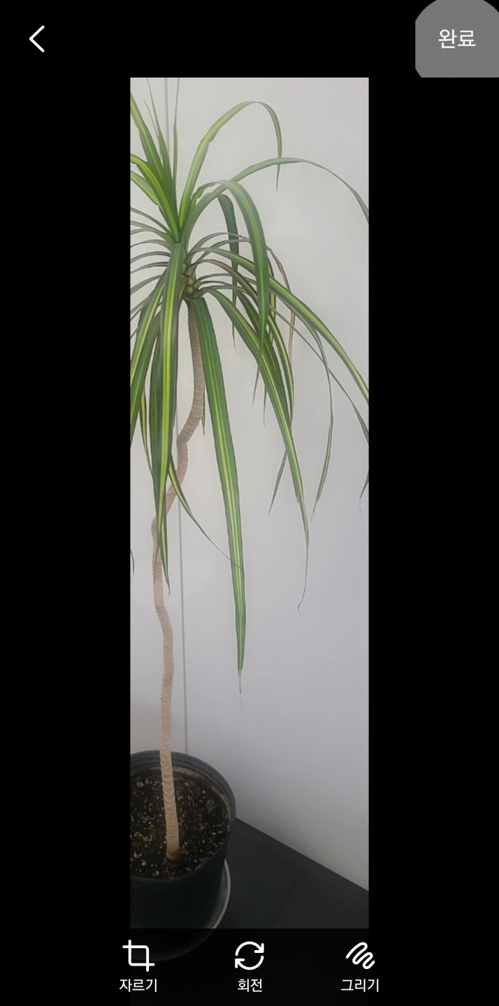 Large Dracaena Marginata Plant - photo 4