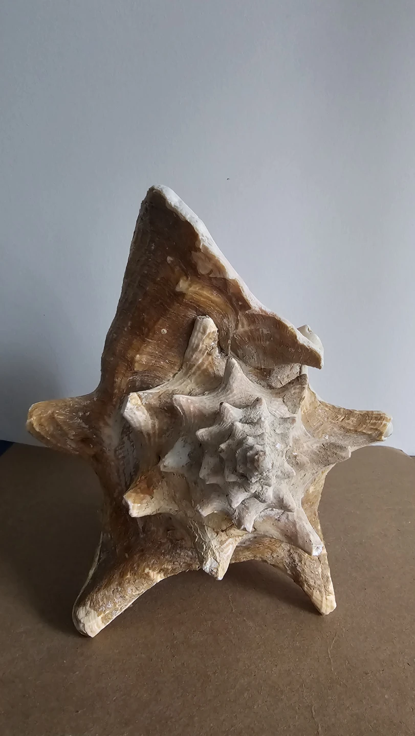 Large Conch Shell - photo 3