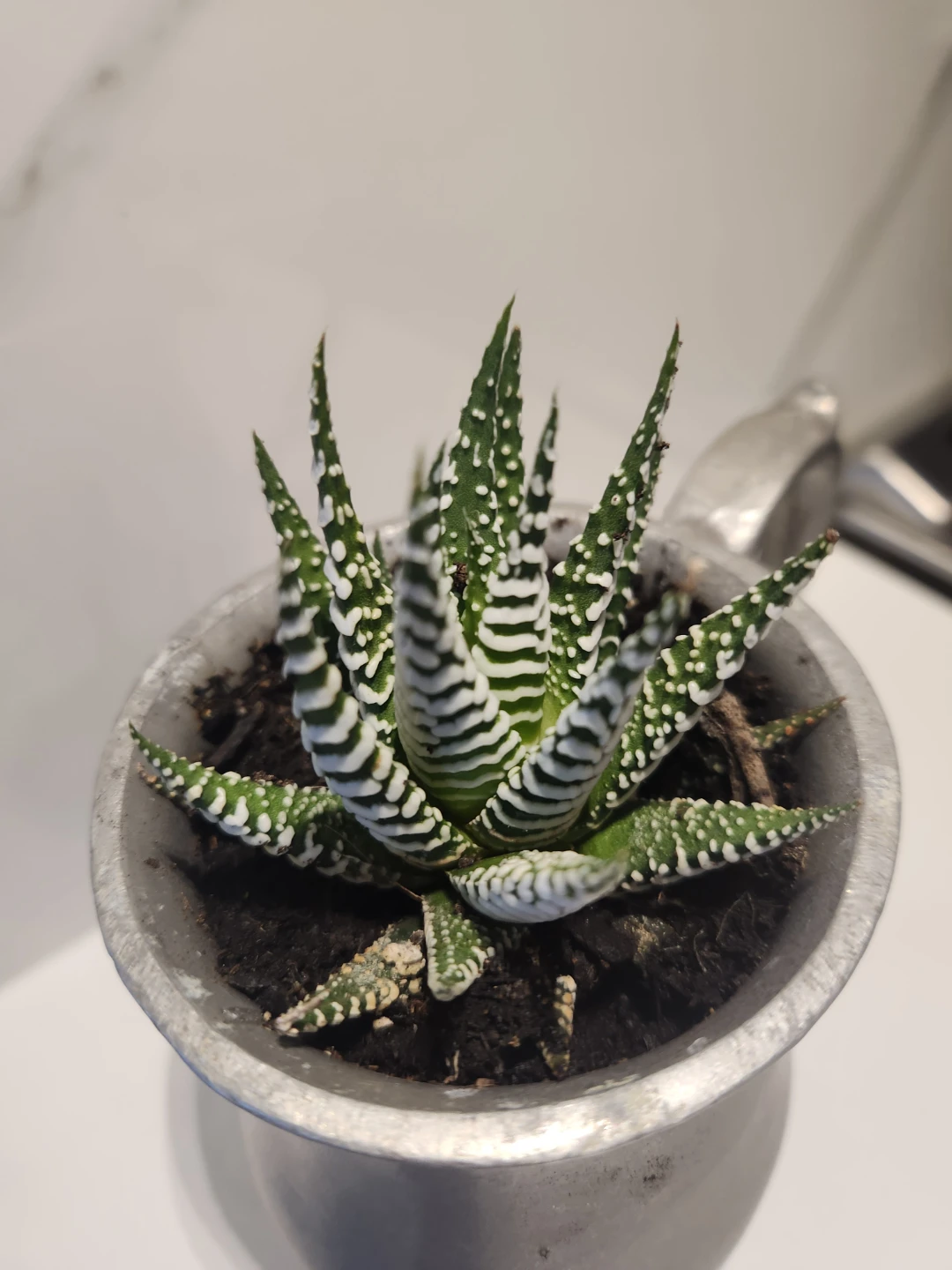 RWP Pewter Mug Planter with succulent - photo 2
