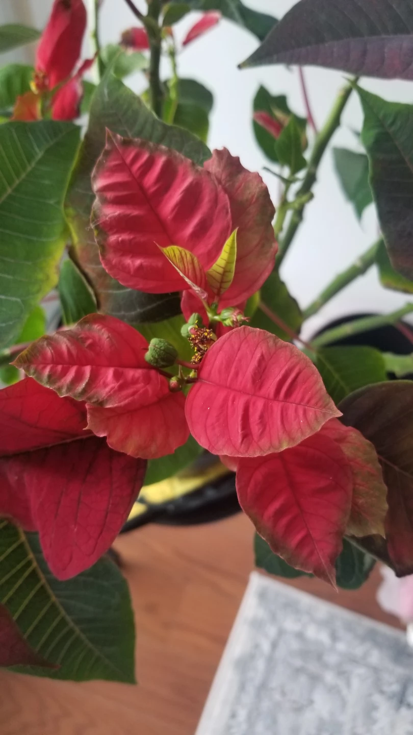 PC  Poinsettia Plant 9"( need to go asap)