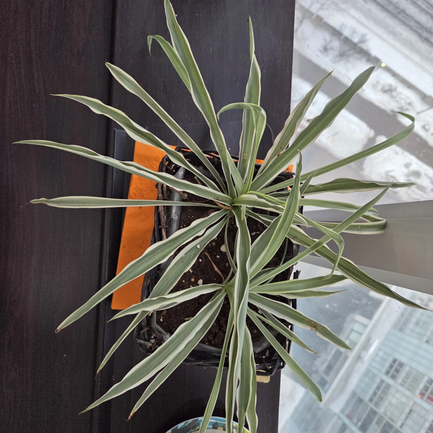 Healthy Spider Planr