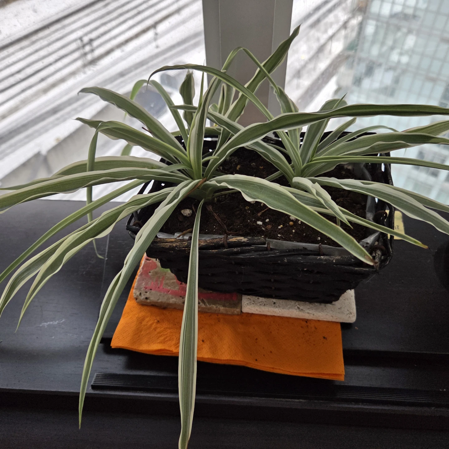 Healthy Spider Planr - photo 3