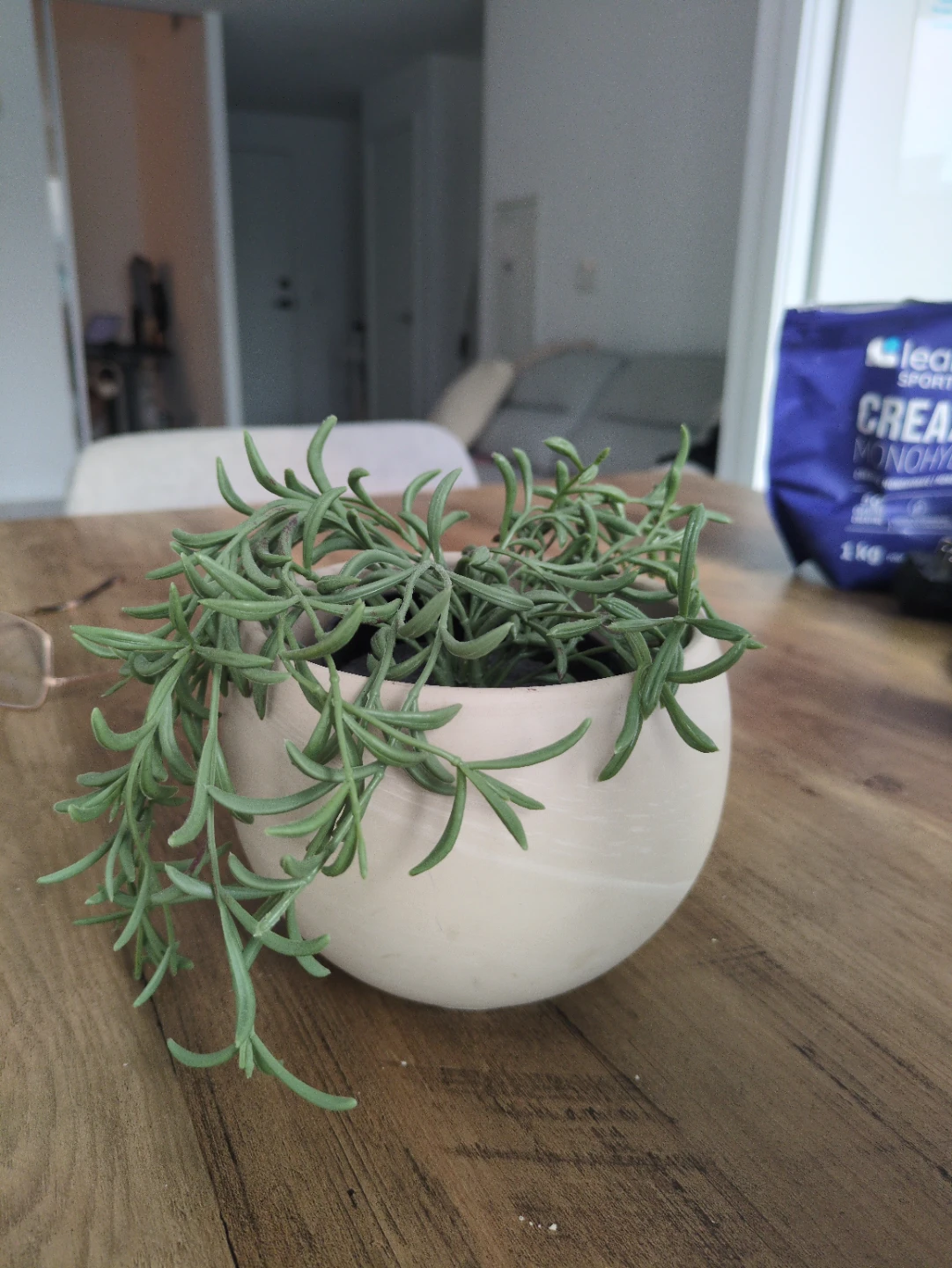 Faux Succulent Plant in Ceramic Pot