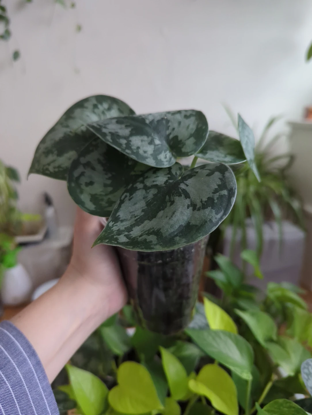 Assorted plants - photo 3