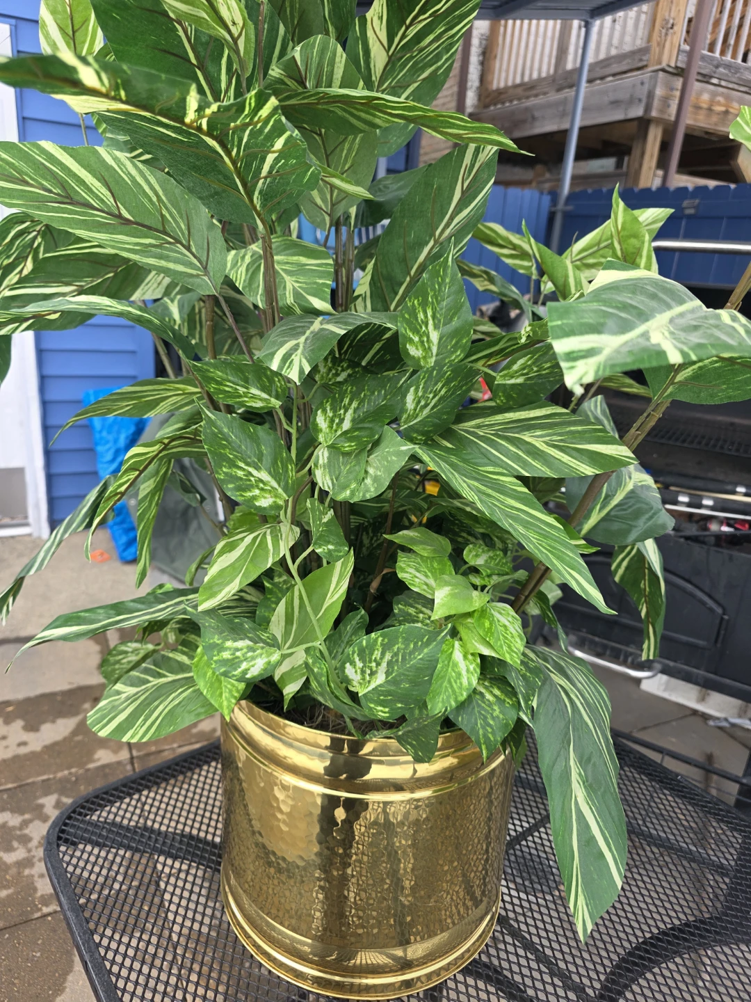 Large Potted Tropical Plant - photo 3