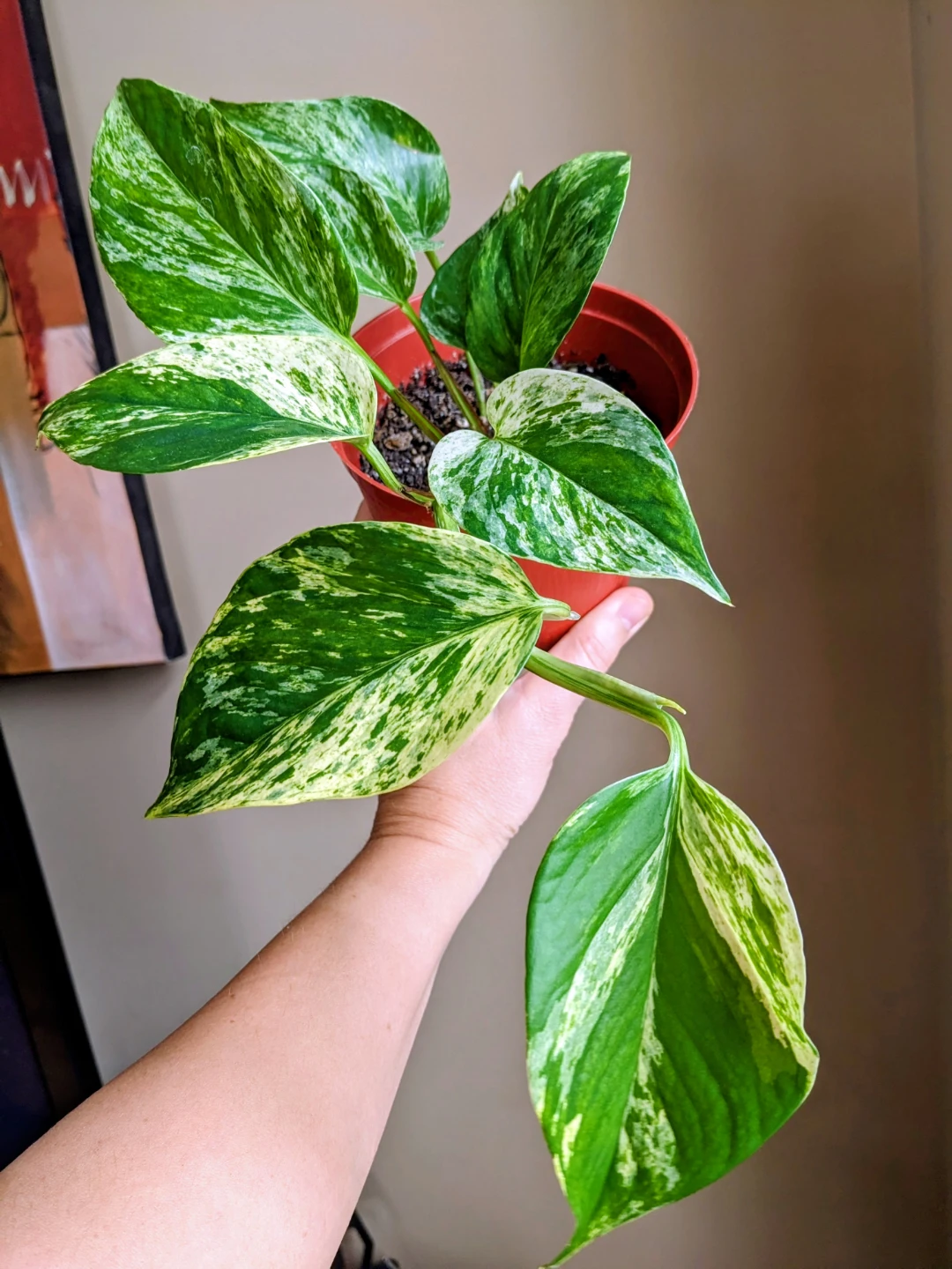 Assorted House/ Indoor Plants - photo 4
