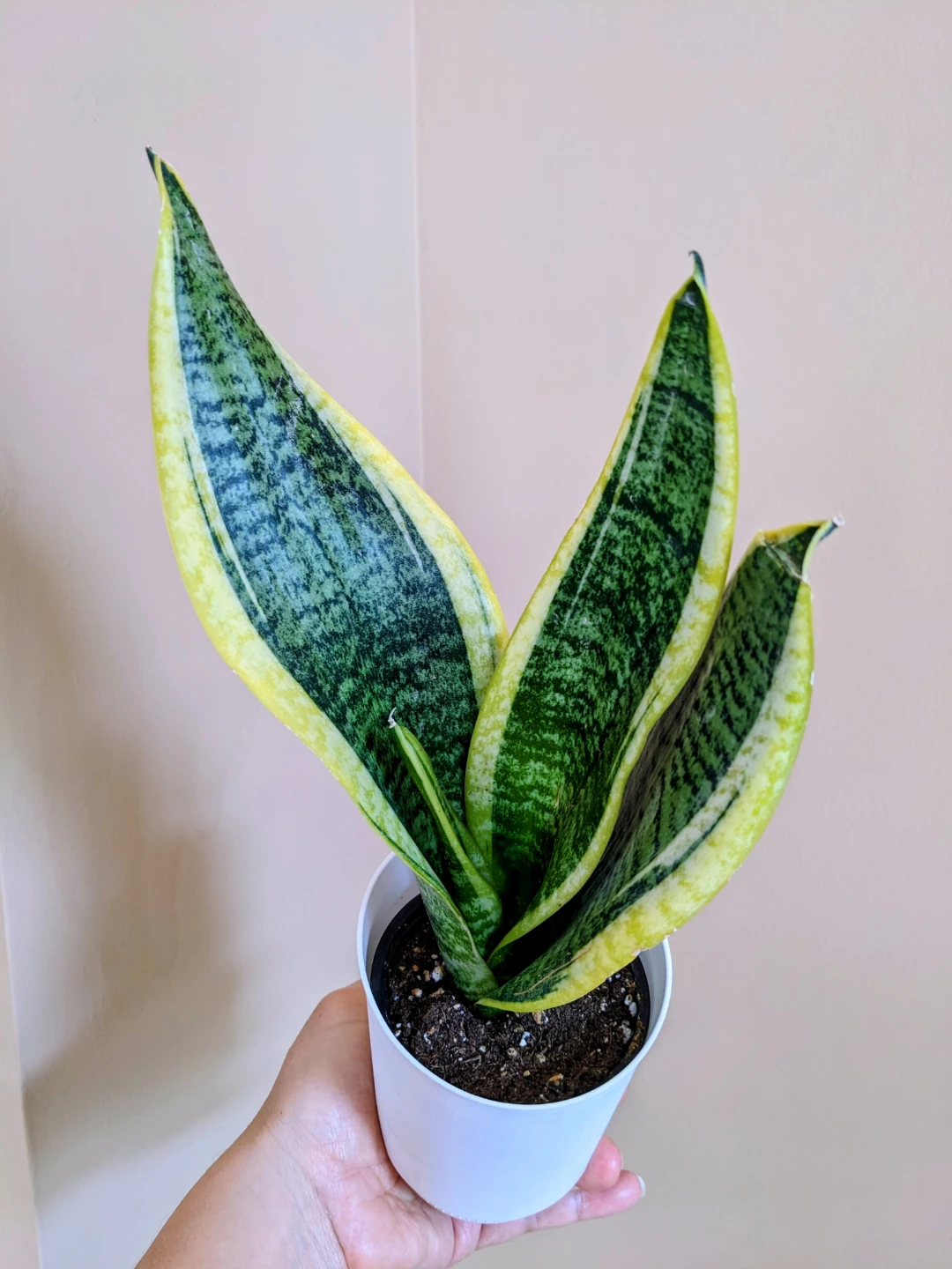 Assorted House/ Indoor Plants - photo 5
