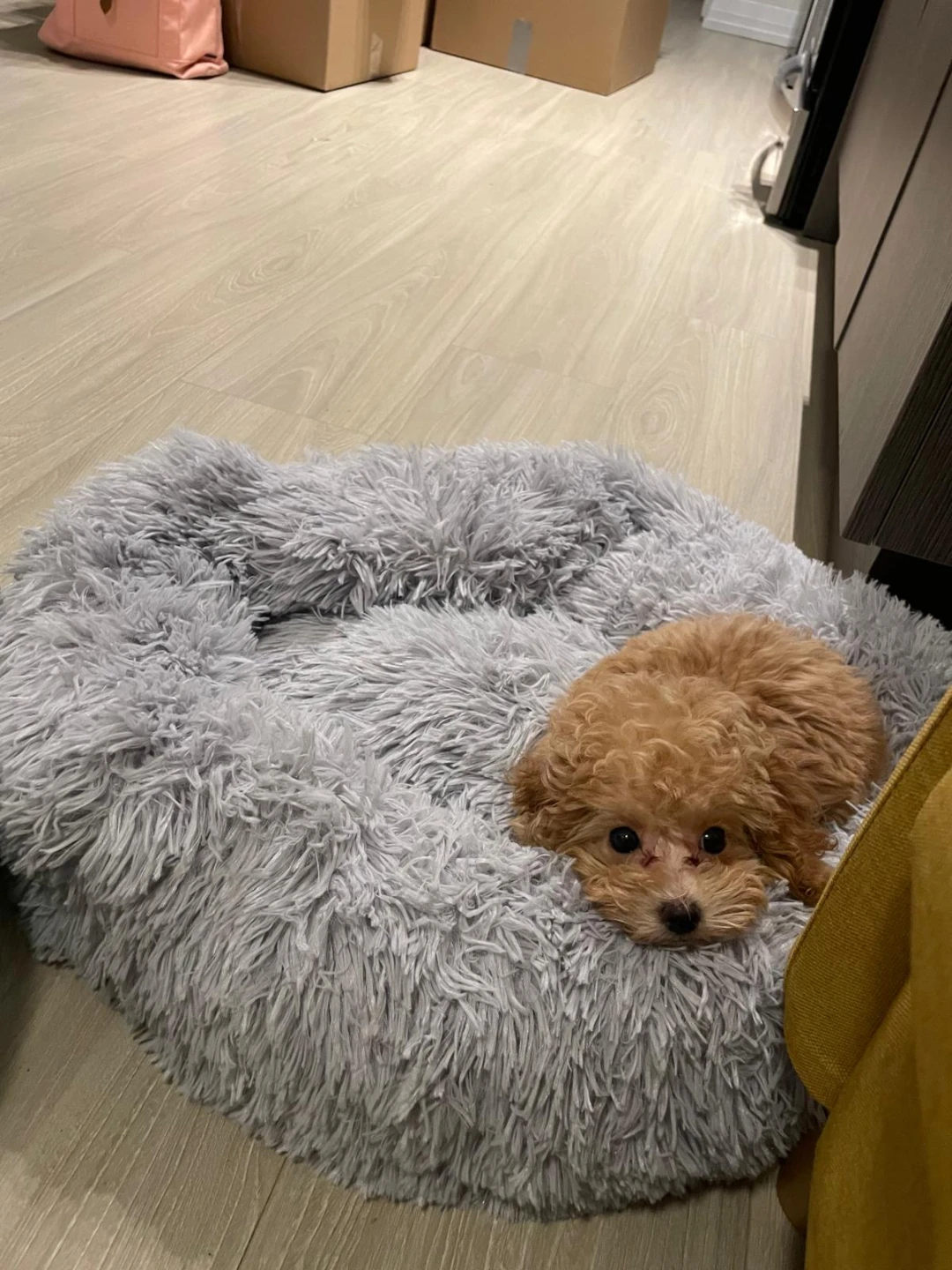 Dog Bed