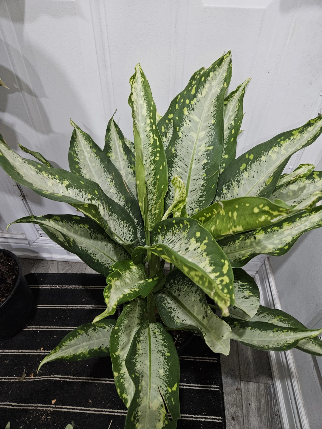 Dieffenbachia Tropic Marianne Plant