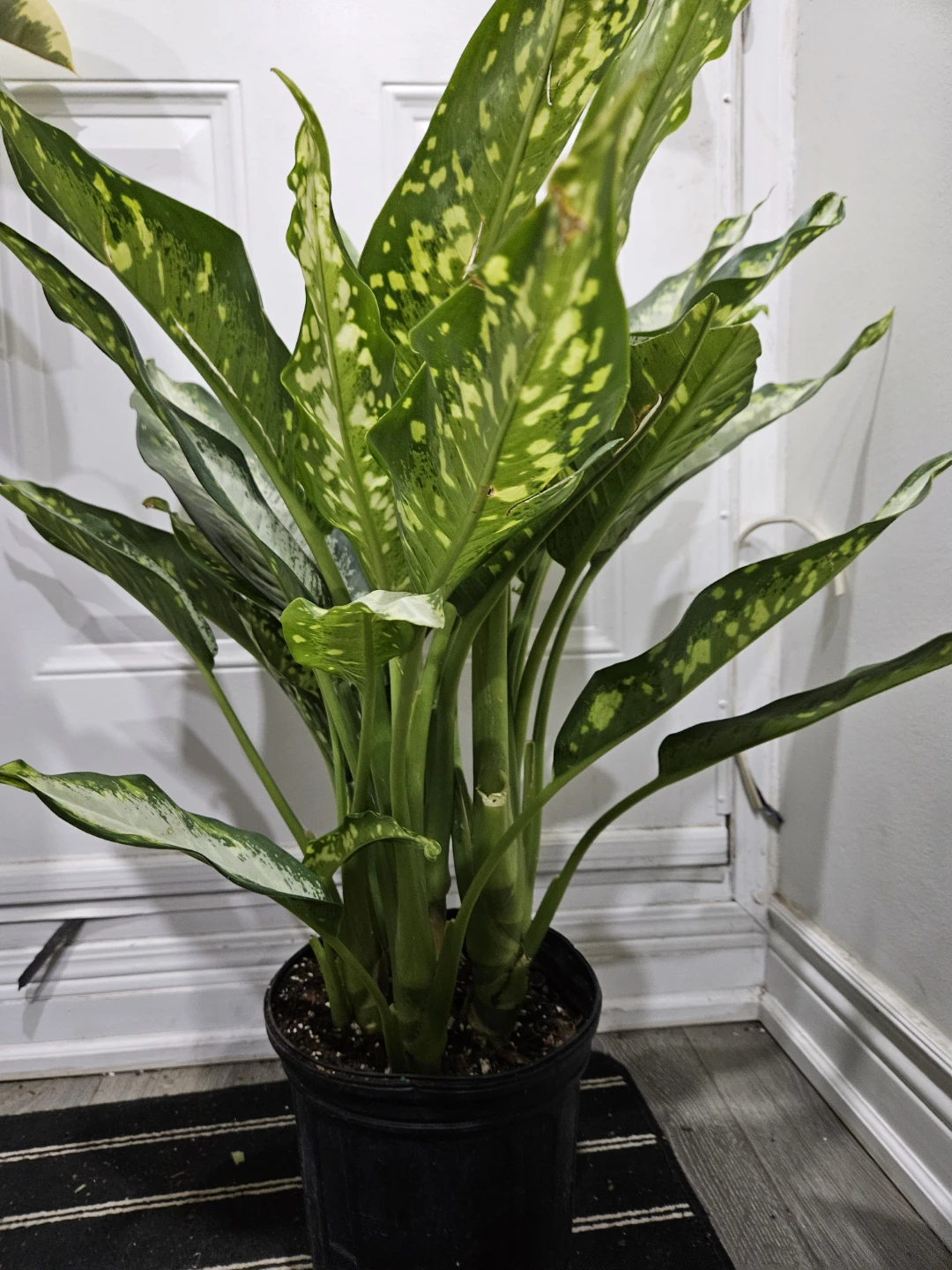 Dieffenbachia Tropic Marianne Plant - photo 2