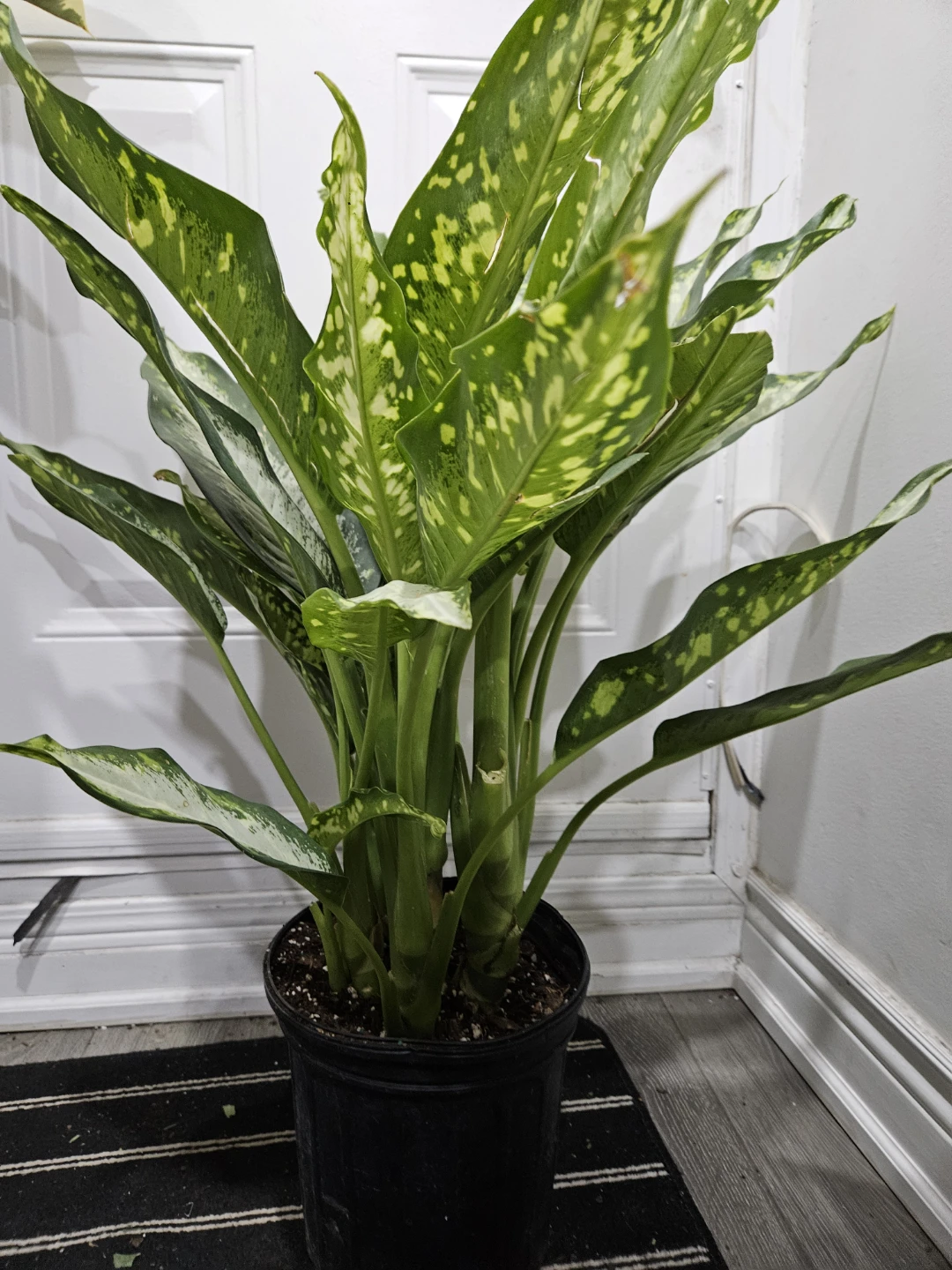 Dieffenbachia Tropic Marianne Plant - photo 3