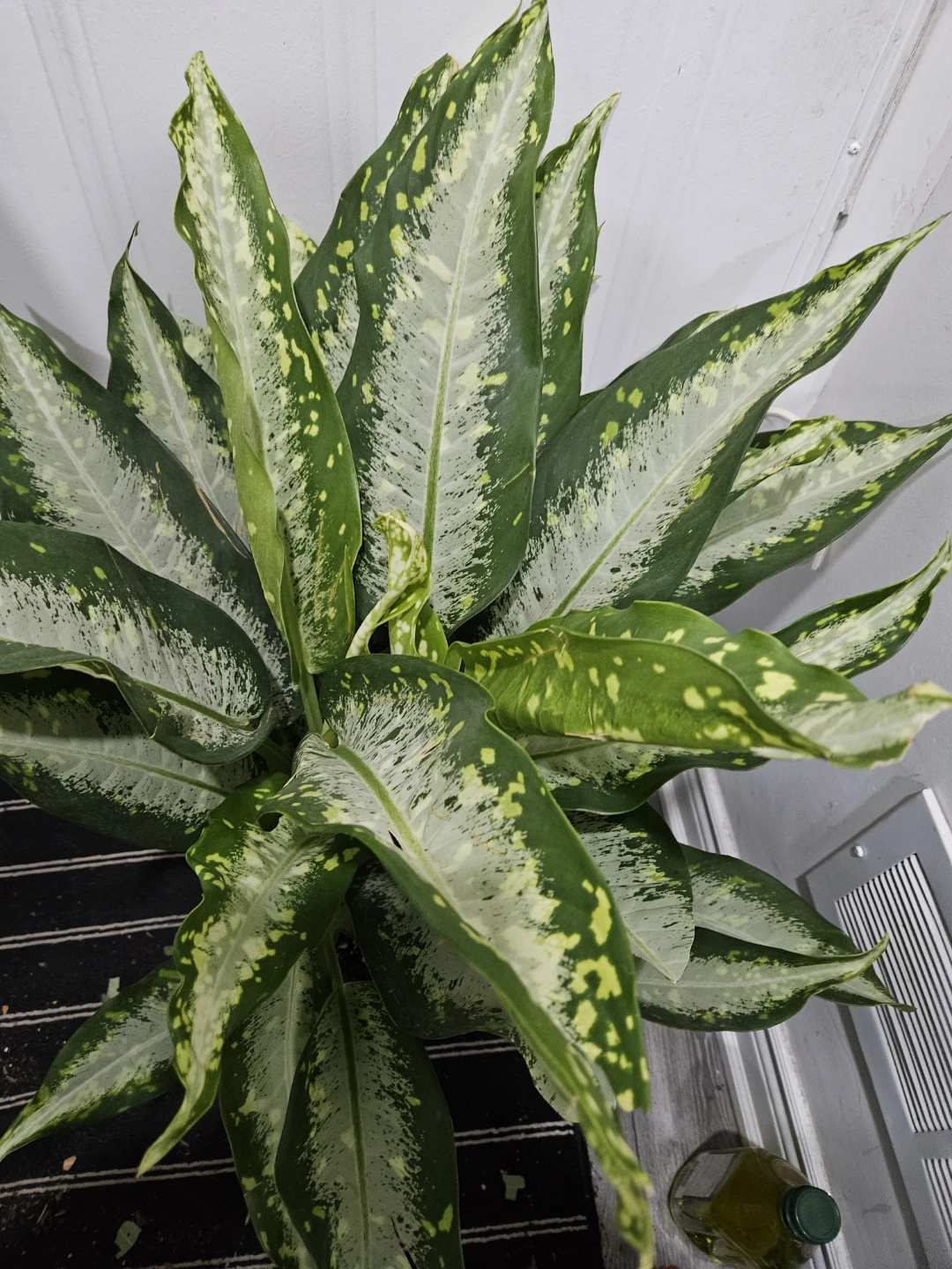 Dieffenbachia Tropic Marianne Plant - photo 4