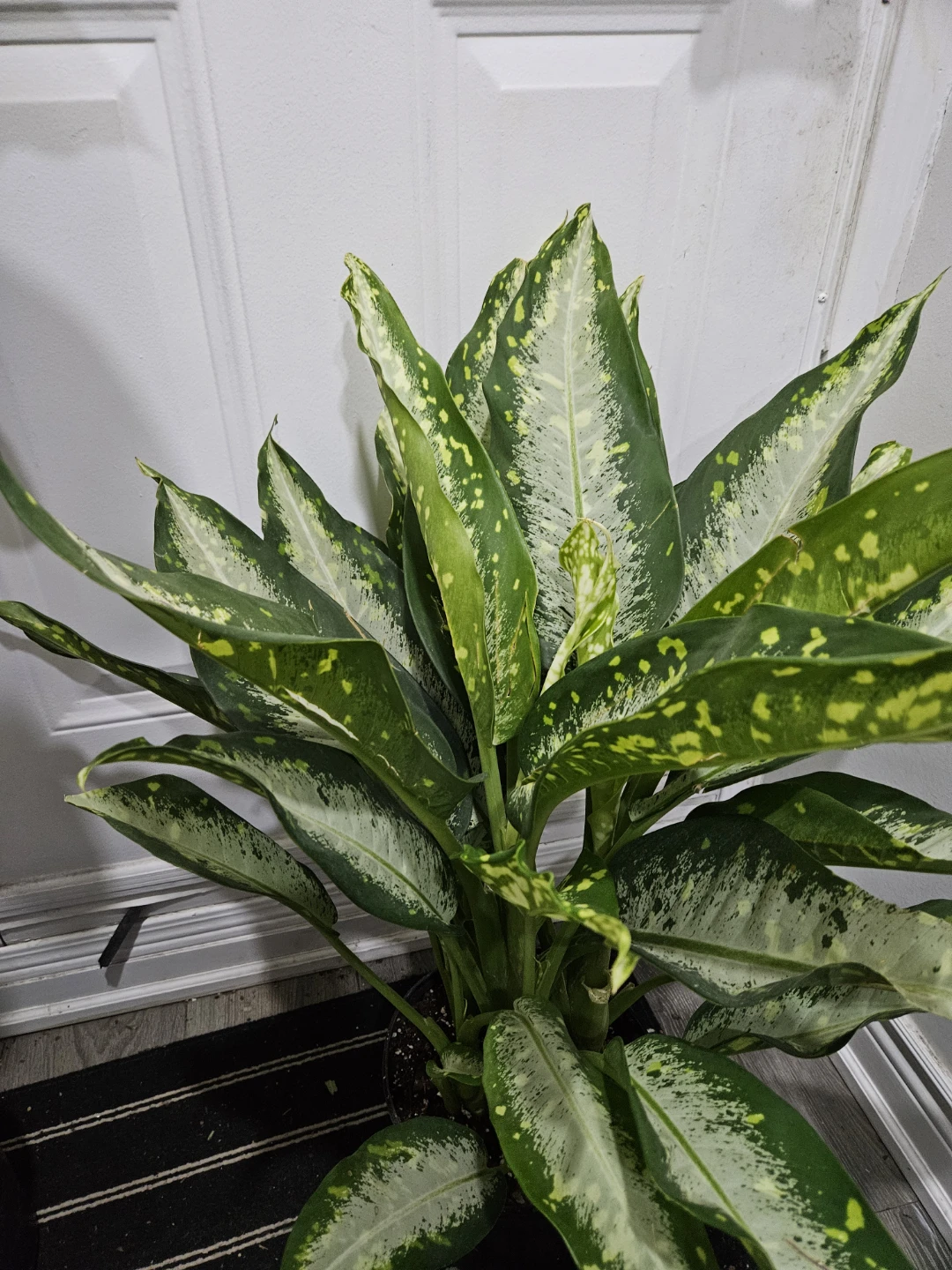 Dieffenbachia Tropic Marianne Plant - photo 5