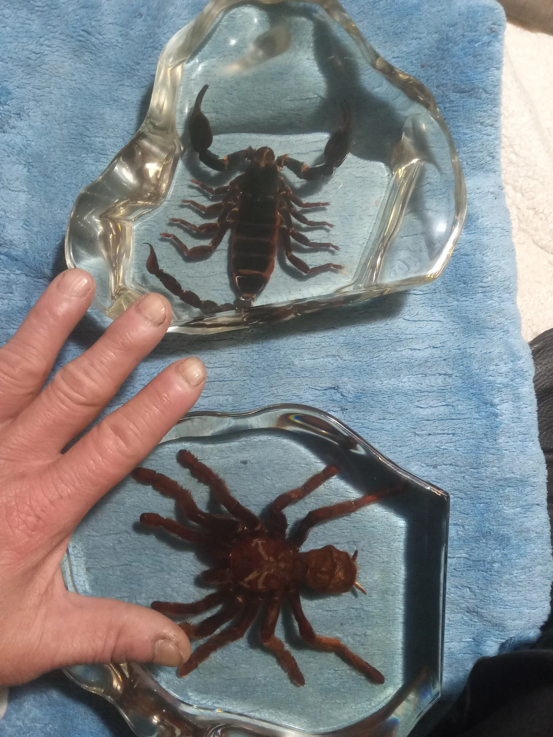 Scorpion and Spider Preserved in Resin Display