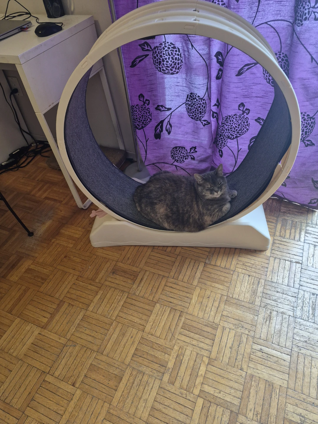 Pet Run Cat Wheel