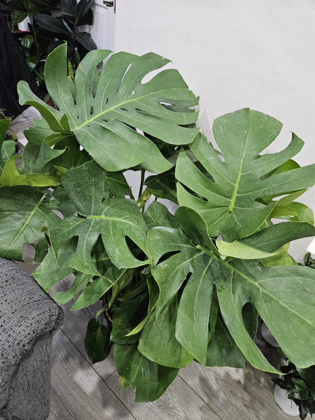 Monstera Deliciosa Plant - photo 4
